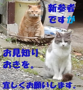 二猫