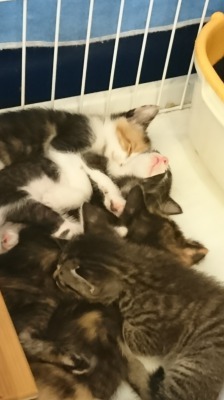 熟睡するたまゆらんさんの保護子猫達
