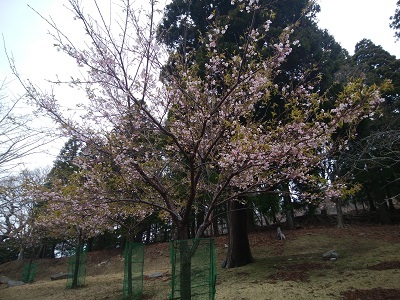 金華山桜　ちらほら