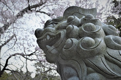 金華山黄金山神社　表参道狛犬と弘法桜