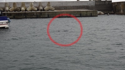 金華山港に迷い込んだイルカ