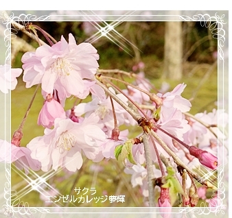 202104枝垂れ桜