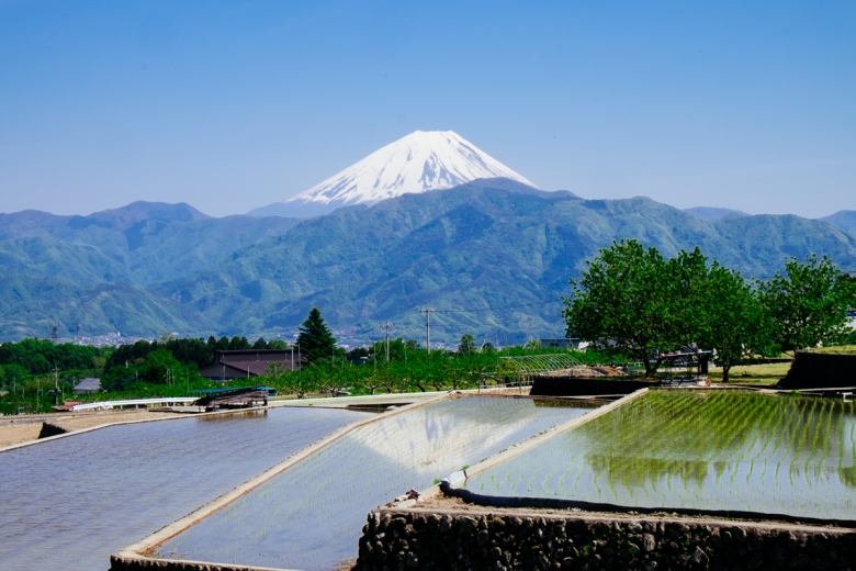 富士山と棚田を望む