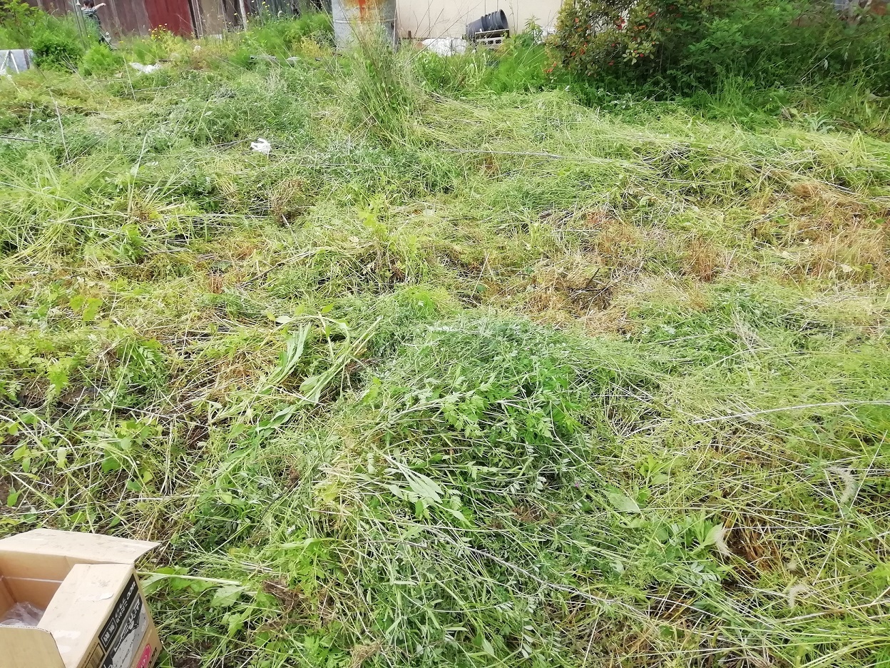 雑草を刈った