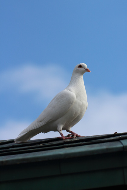 200124_White-Pigeon.jpg