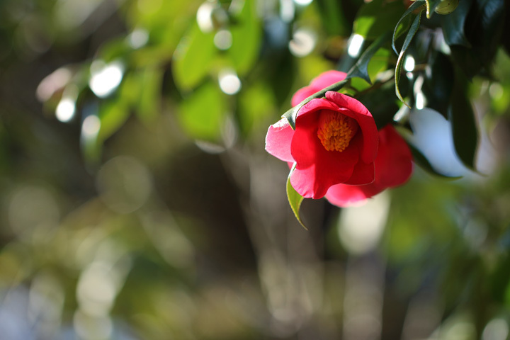 200315_Camellia-japonica.jpg