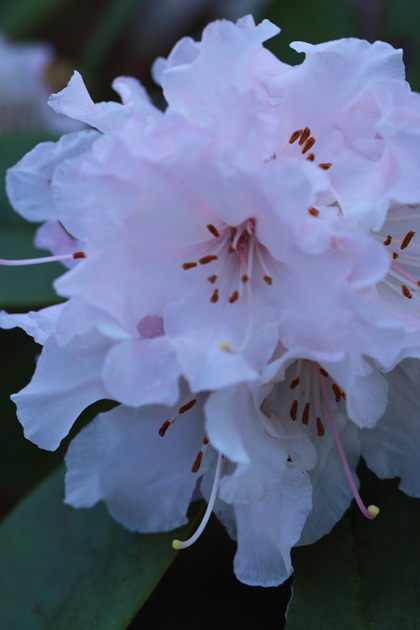 200315_Rhododendron.jpg