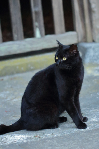 200530_Black-Cat.jpg