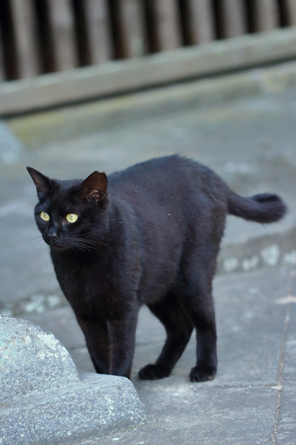 200530_Black-Cat_2.jpg