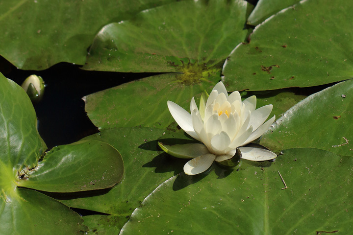 200605_White-Water-lily.jpg