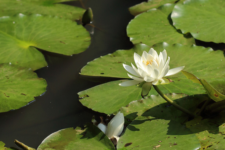 200605_White-Water-lily_2.jpg