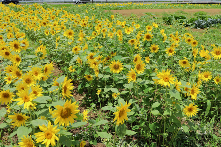 200617_Sunflower-Field.jpg
