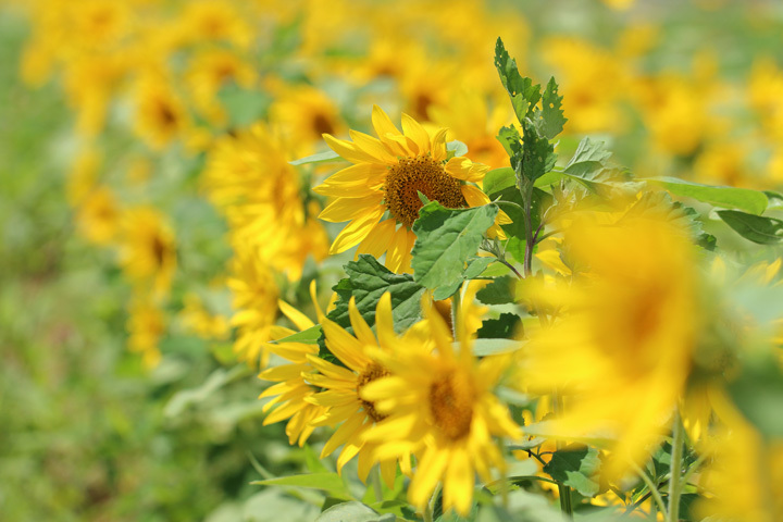 200617_Sunflower-Field_2.jpg