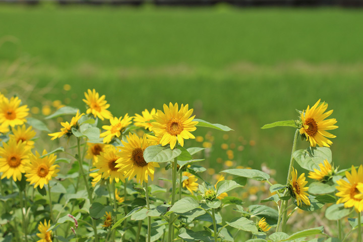 200617_Sunflower-Field_3.jpg