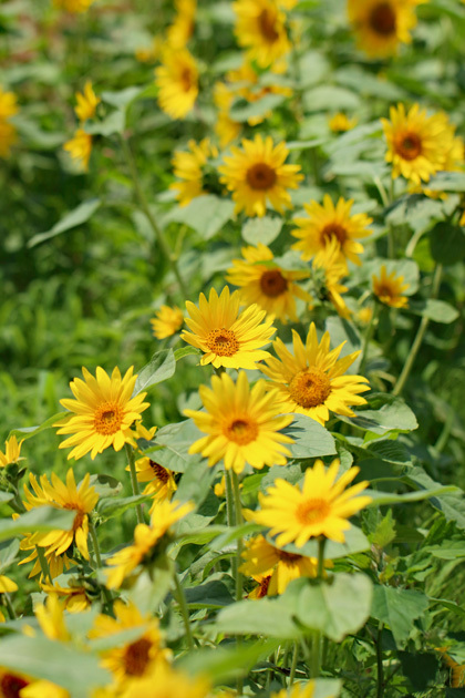 200617_Sunflower-Field_4.jpg