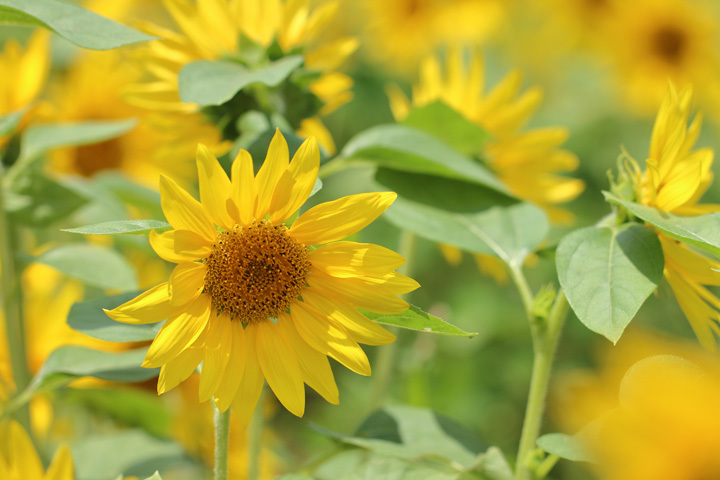 200617_Sunflower.jpg