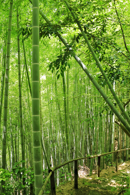 200702_Bamboo-grove.jpg