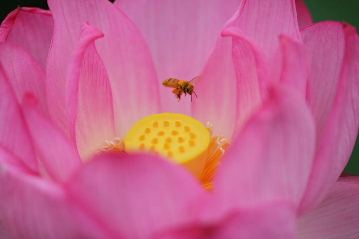 200719_Lotus-Bee.jpg