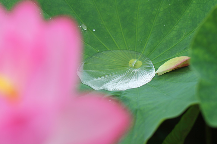 200719_Lotus-leaf.jpg
