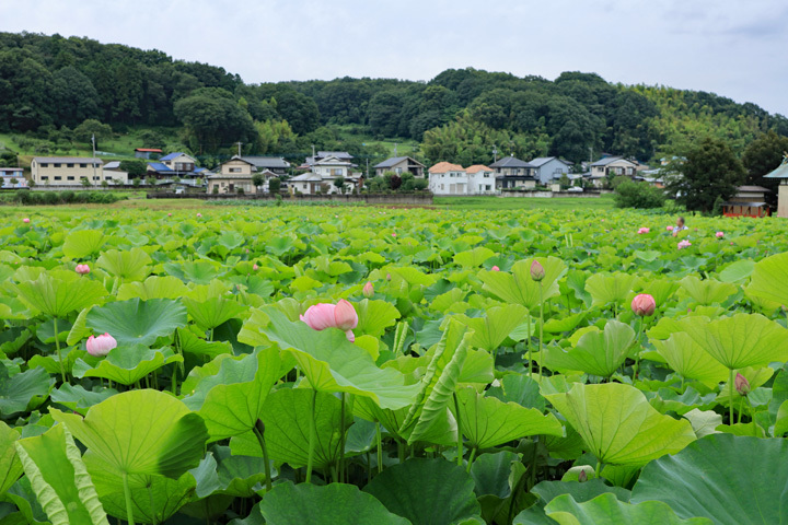 200719_Oyamada-Shrine_Lotus-field.jpg