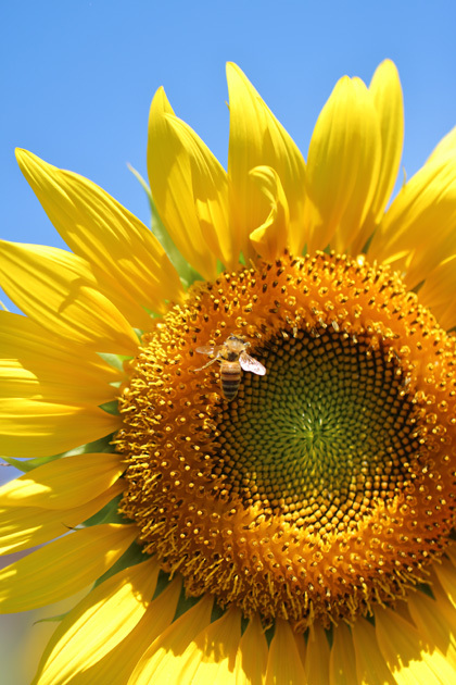 200811_Sunflower-Bee.jpg