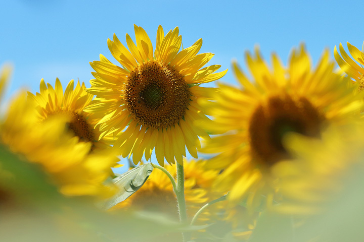 200811_Sunflower-Bee_2.jpg