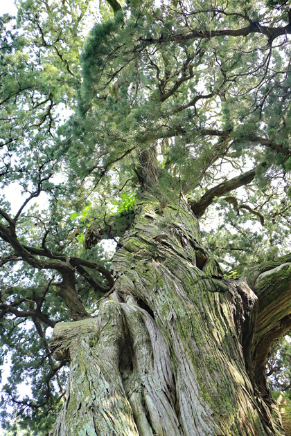 200825_Juniperus-chinensis.jpg