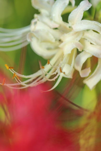 200928_Lycoris-albiflora.jpg