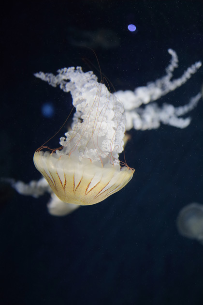 201018_Jellyfish_Chrysaora-plocamia.jpg