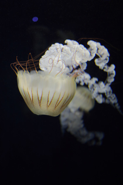 201018_Jellyfish_Chrysaora-plocamia_3.jpg