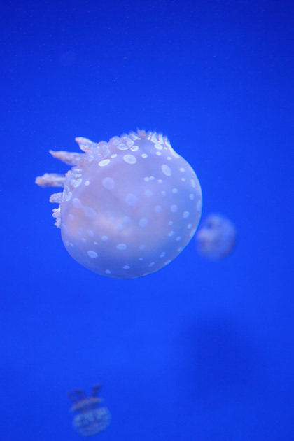 201018_Spotted-Jelly.jpg