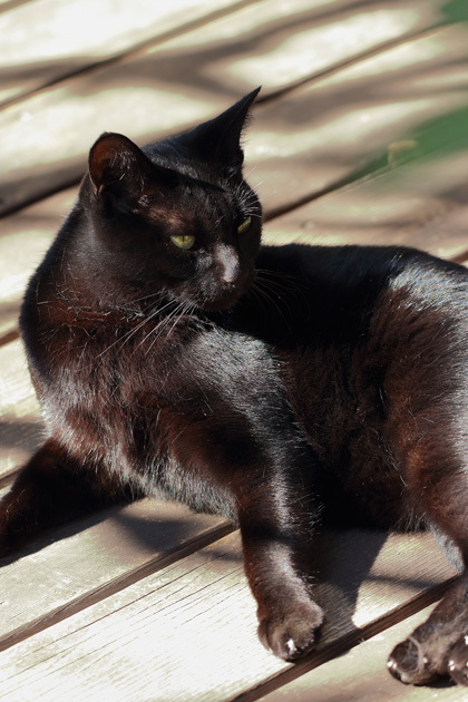 201104_Black-Cat-Tobio.jpg