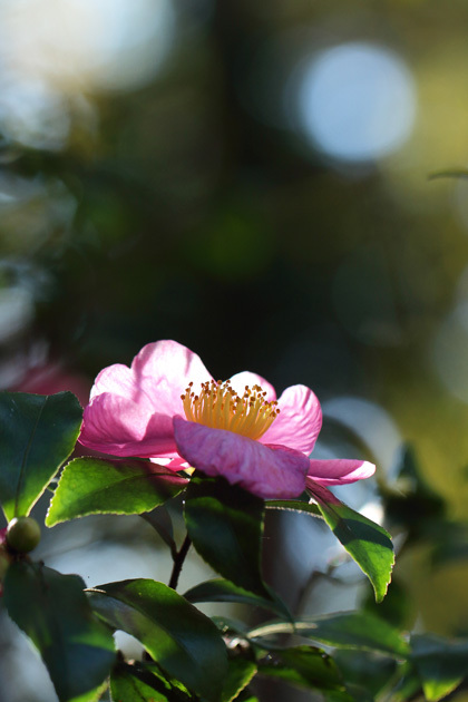201104_Camellia-sasanqua.jpg