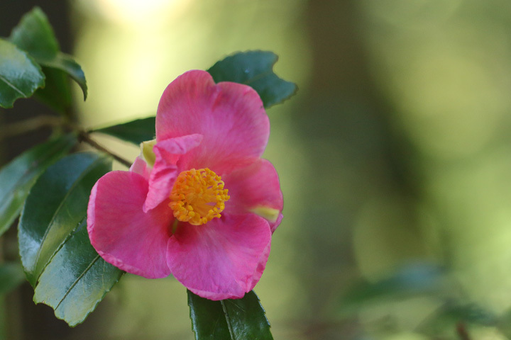 201104_Camellia-sasanqua_2.jpg