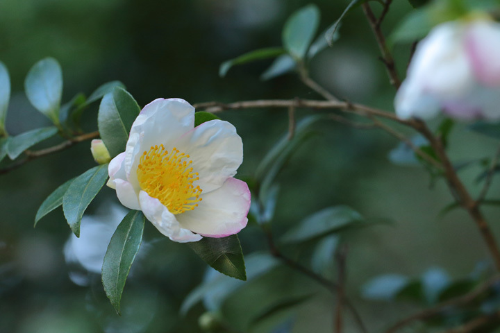201104_Camellia-sasanqua_3.jpg