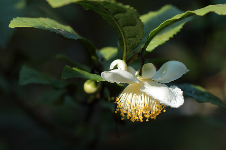 201104_Camellia-sinensis.jpg