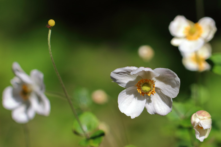 201104_Japanese-anemone.jpg
