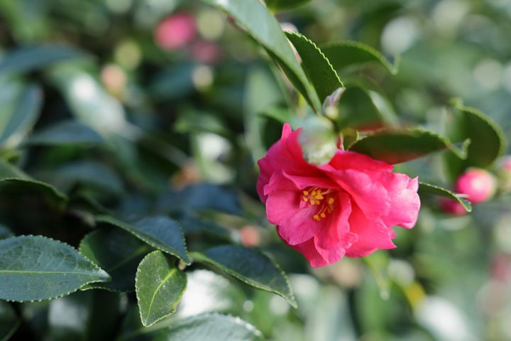 201119_Camellia-sasanqua.jpg