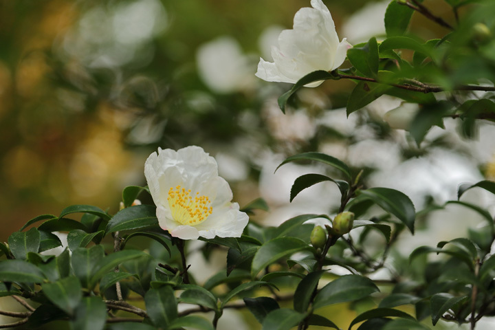 201124_Camellia-sasanqua.jpg
