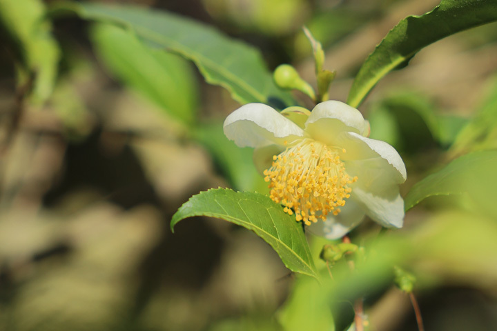 201204_Camellia-sinensis.jpg