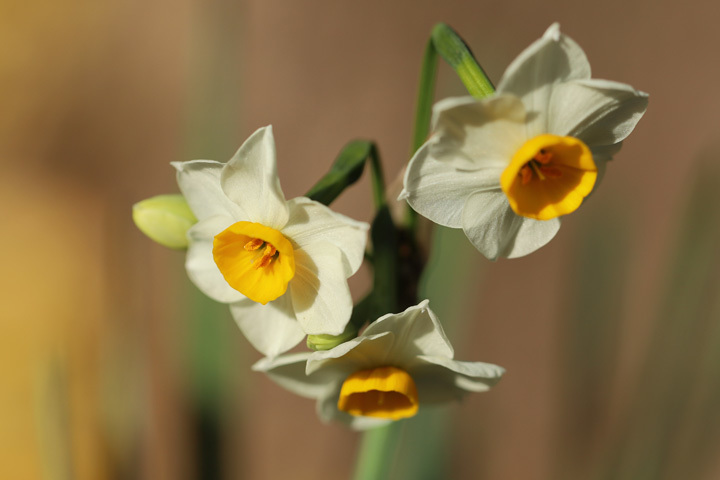 201206_Narcissus-tazetta.jpg
