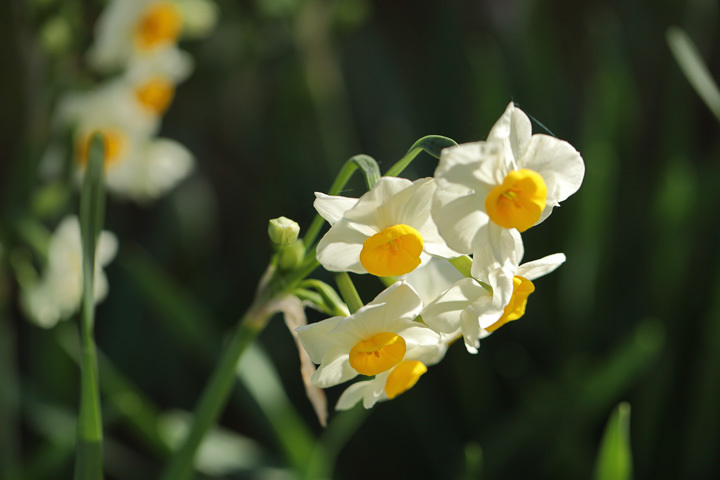 210104_Narcissus-tazetta-chinensis.jpg