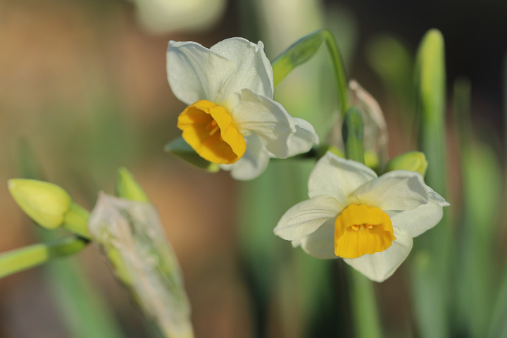 210104_Narcissus-tazetta-chinensis_2.jpg