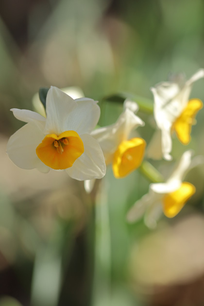 210104_Narcissus-tazetta-chinensis_3.jpg