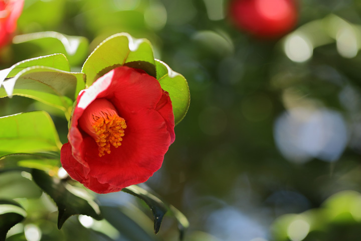 210119_Camellia-japonica.jpg