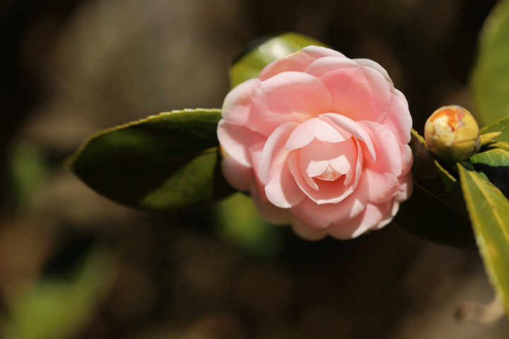210125_Camellia-japonica_Otome.jpg