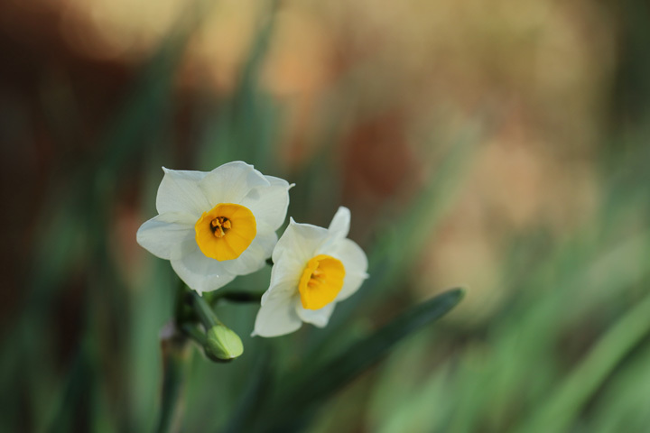 210125_Narcissus-tazetta-chinensis.jpg