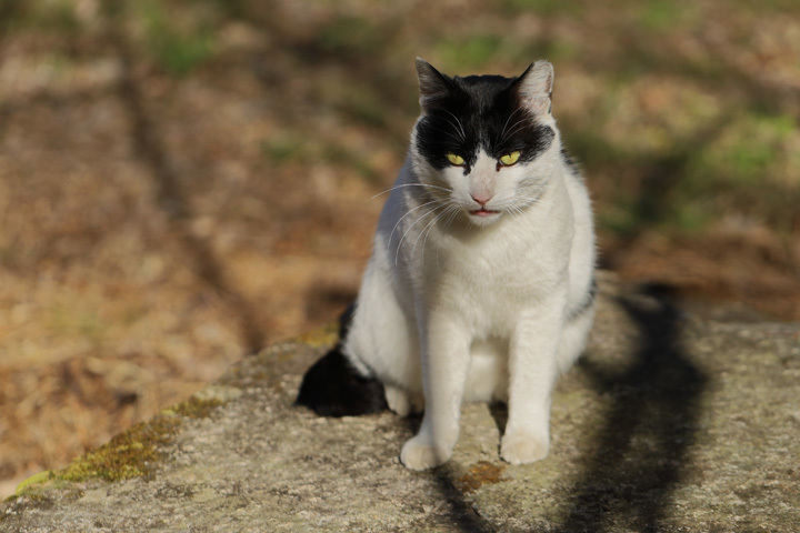 210205_Black-White-Cat.jpg