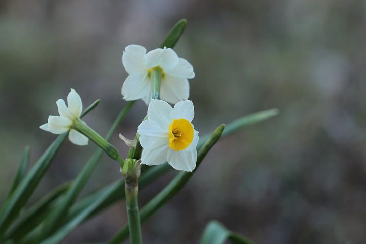 210205_Narcissus-tazetta-chinensis.jpg