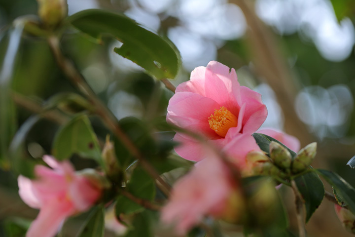 210210_Camellia-japonica.jpg